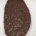 Palmera Xocolata